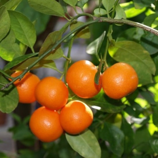 تصویر 1 از قیمت خرید نارنج مینیاتوری + فروش ویژه